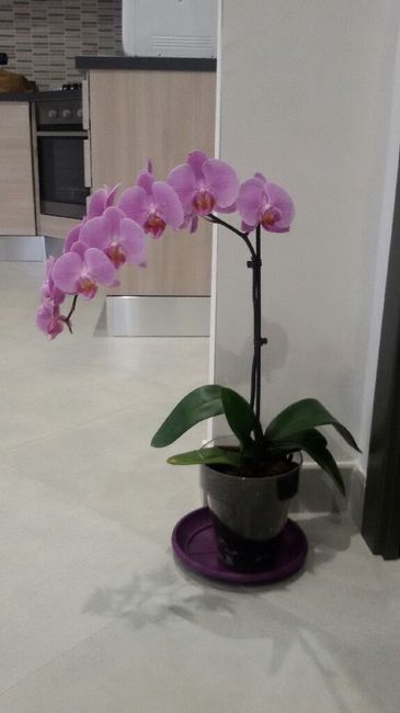 Entratina ...moderna? - 3