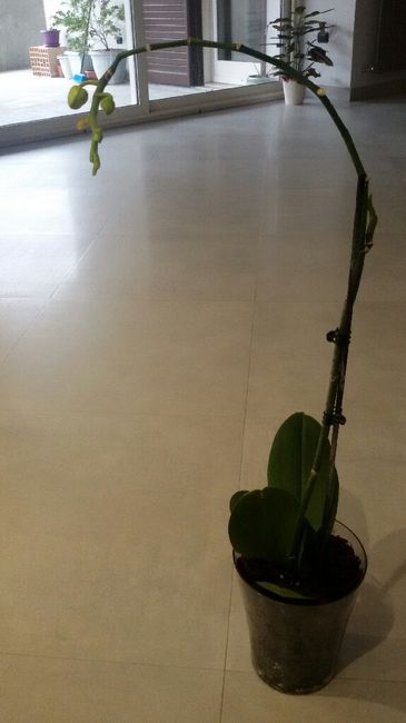 Entratina ...moderna? - 1