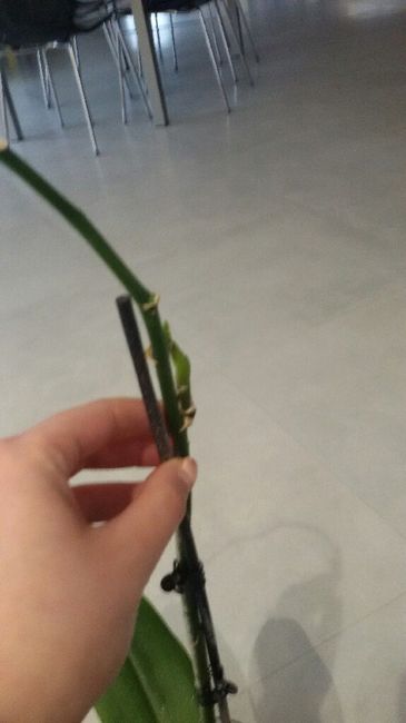 Entratina ...moderna? - 2