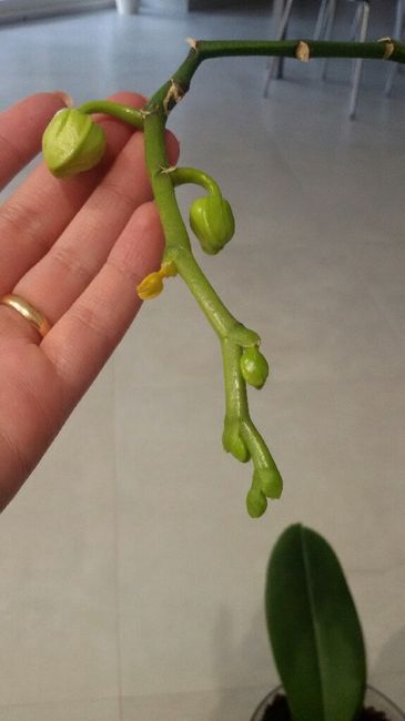 Entratina ...moderna? - 3