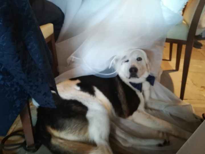 Il mio amico a 4 zampe ha ritirato il suo abito - 6