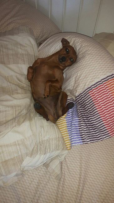 Cagnolino, che porta le fedi!!! - 1