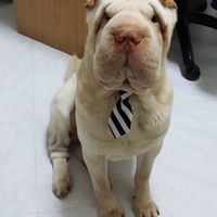 Le foto dei vostri animali - 1