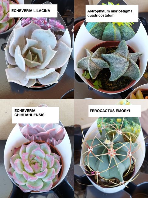 Bomboniere green on line 2