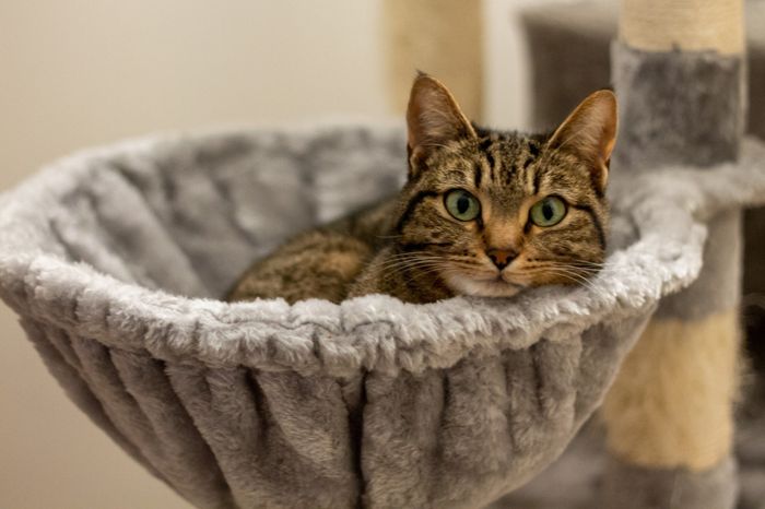 Animali🐶🐱🐹🐰🐔🦆🦜🐢🐟 3