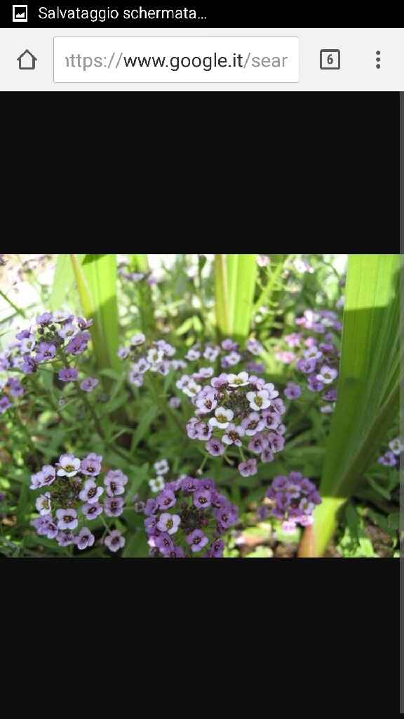 Aiuto! consiglio abbinamento fiori - 7