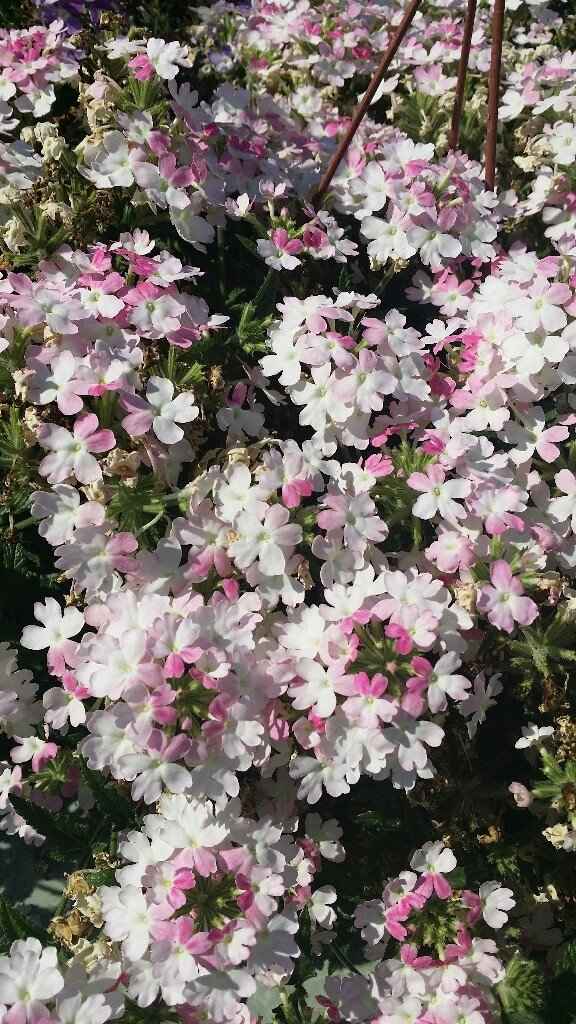 Riciclo creativo e stile shabby chic - 12