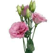 Colori bianco e rosa chiaro - 24