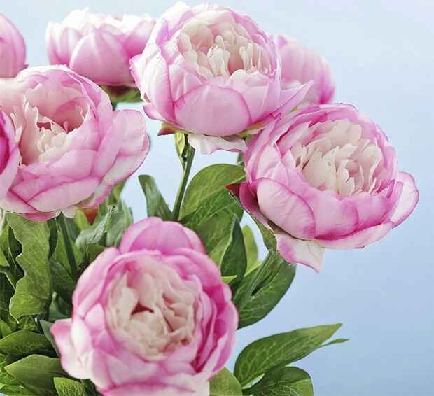 Colori bianco e rosa chiaro - 26