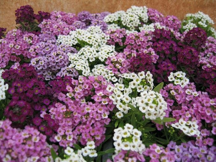 Hai già scelto il colore delle tue nozze? - 2