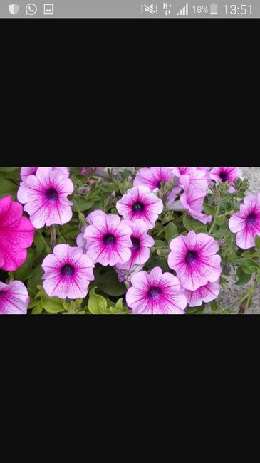 Aiuto! consiglio abbinamento fiori - 1