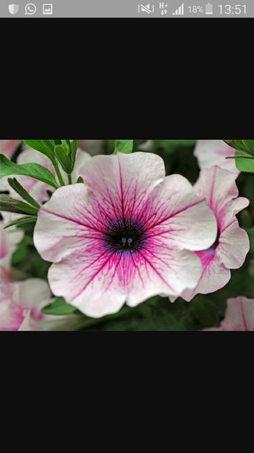 Aiuto! consiglio abbinamento fiori - 6