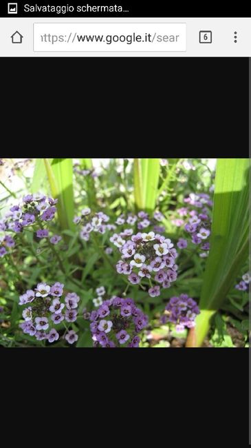 Aiuto! consiglio abbinamento fiori - 7