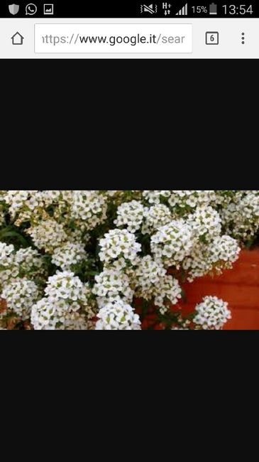 Aiuto! consiglio abbinamento fiori - 8