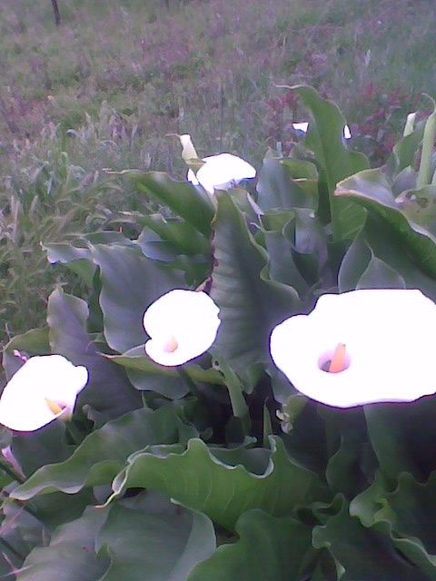 fiori di maggio