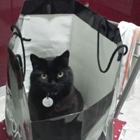 Animaletti in casa - 1