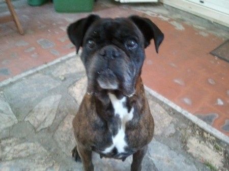 Too cute: i vostri amici animali - 1