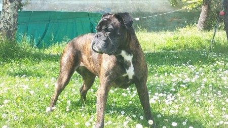 Too cute: i vostri amici animali - 5
