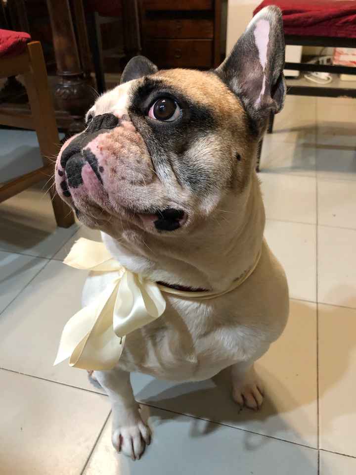 Amico peloso... domanda!!! - 1