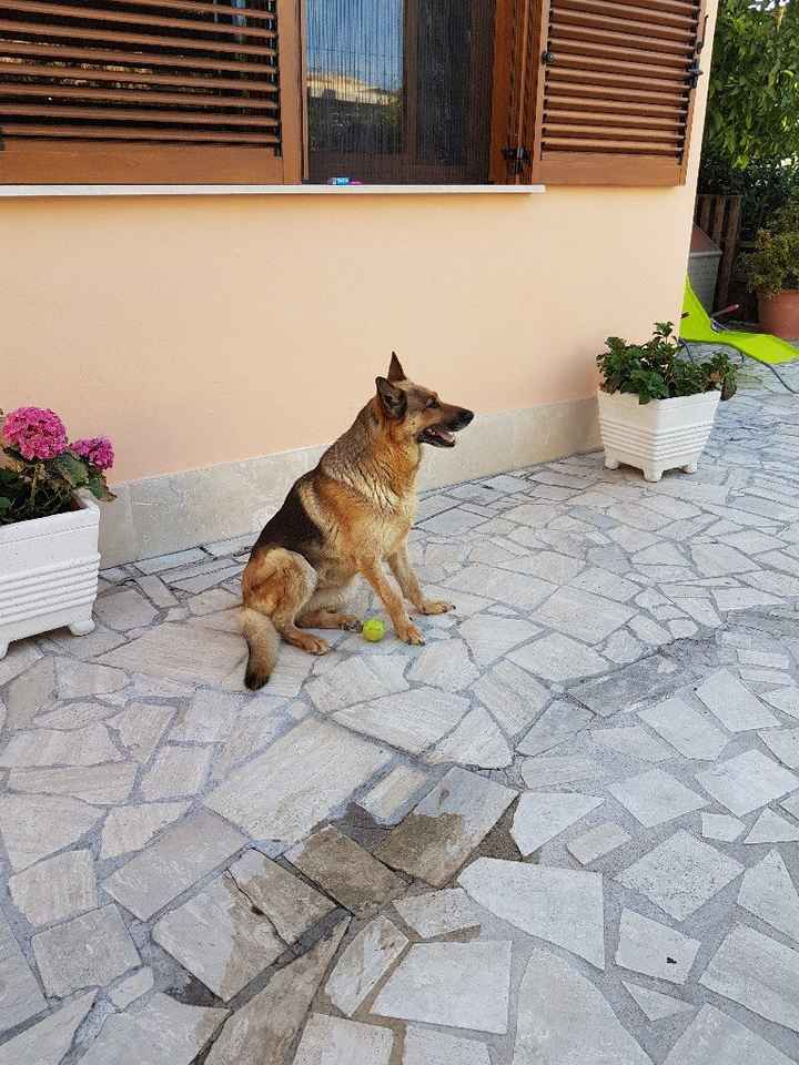 I nostri animali ♥️ - 1