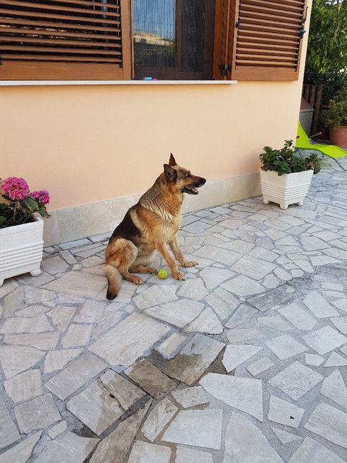 I nostri animali ♥️ - 1