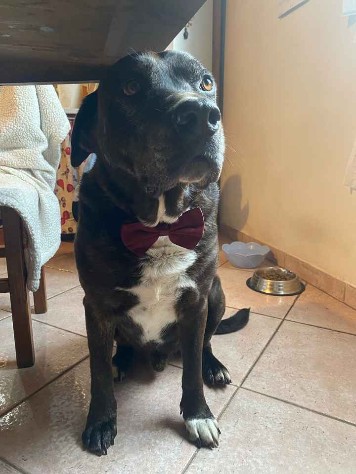 Matrimonio e compagni pelosi - 1