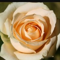 Bouquet  con rosa pesco e rose  bianche - 1