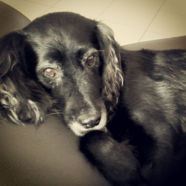 Le foto dei vostri animali - 1