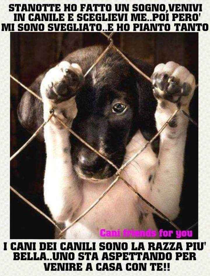 Consiglio cucciolo - 2