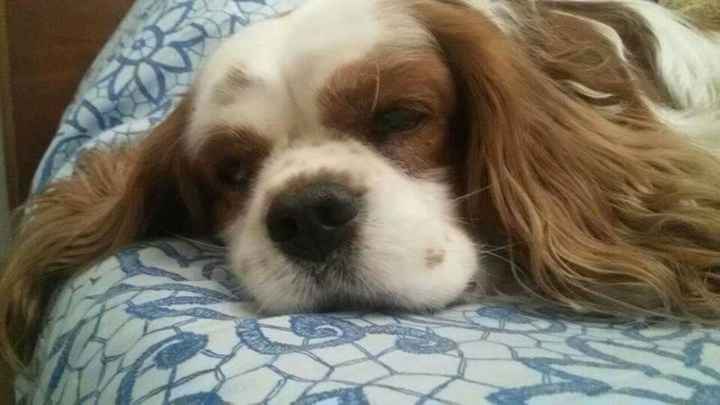 I nostri amici a 4 zampe - 1