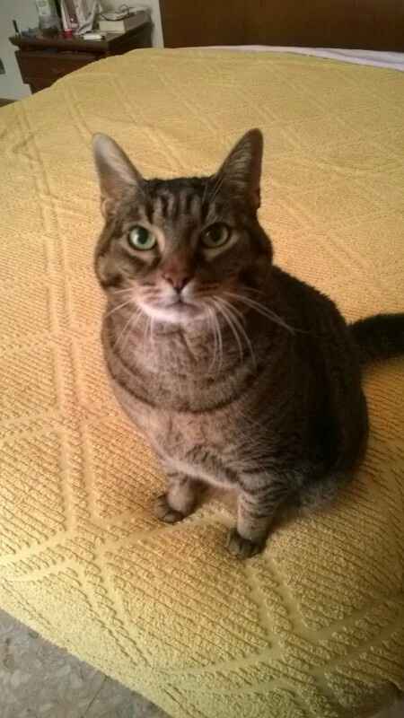 Amici pelosi e non. - 1