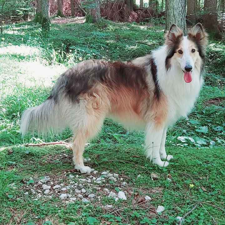 Foto con l'amico a quattro zampe🐱🐶 - 1