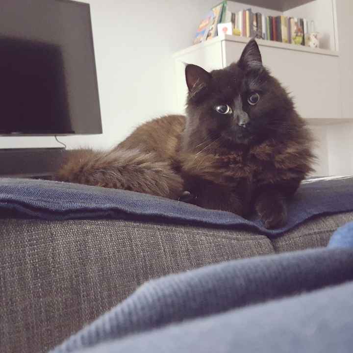 Foto con l'amico a quattro zampe🐱🐶 - 2