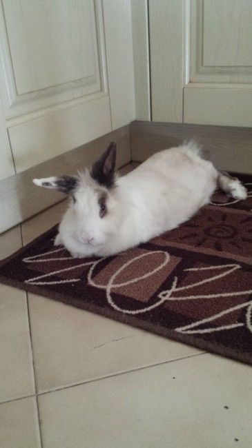 Too cute: i vostri amici animali - 1