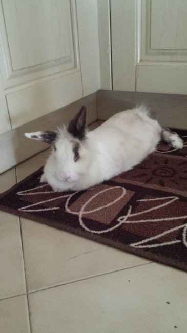 Too cute: i vostri amici animali - 1