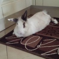 Too cute: i vostri amici animali - 1
