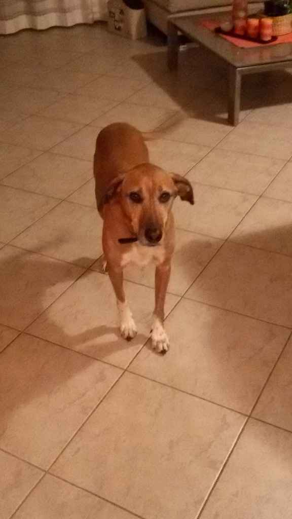 Paco: compagno inseparabile!