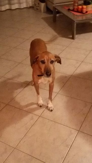 Paco: compagno inseparabile!