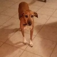 Paco: compagno inseparabile!