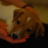 Il nostro piccolo Roger...