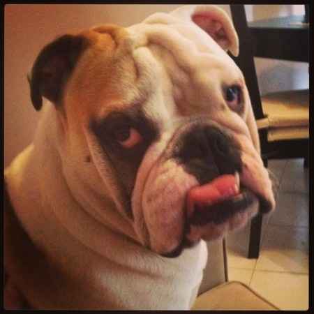 Le foto dei vostri animali - 1