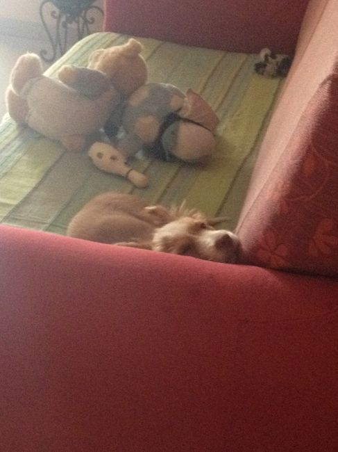 Le foto dei vostri animali - 3
