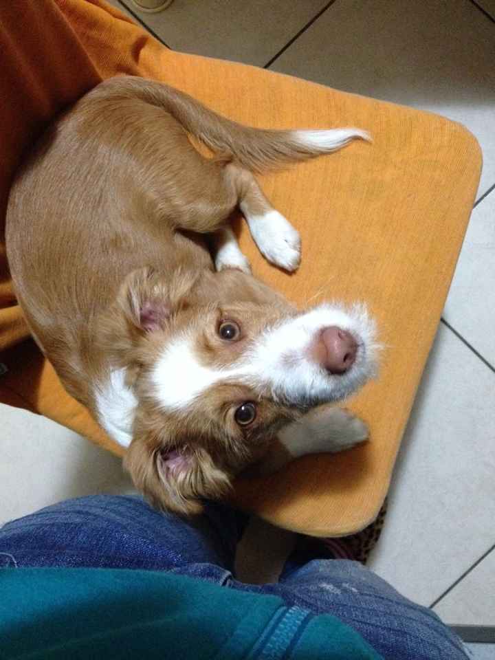 Le foto dei vostri animali - 2