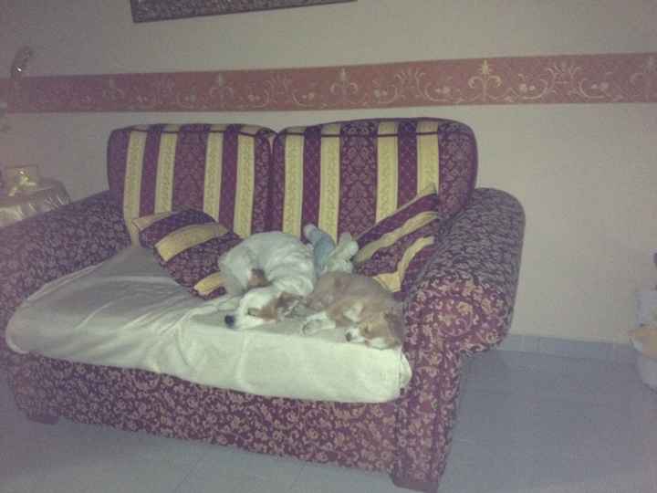 Le foto dei vostri animali - 4