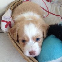 Le foto dei vostri animali - 1