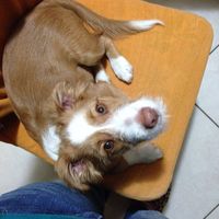 Le foto dei vostri animali - 2