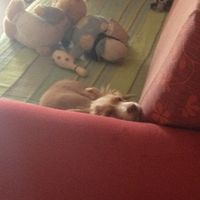 Le foto dei vostri animali - 3