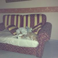 Le foto dei vostri animali - 4