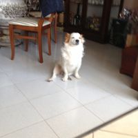 Le foto dei vostri animali - 5