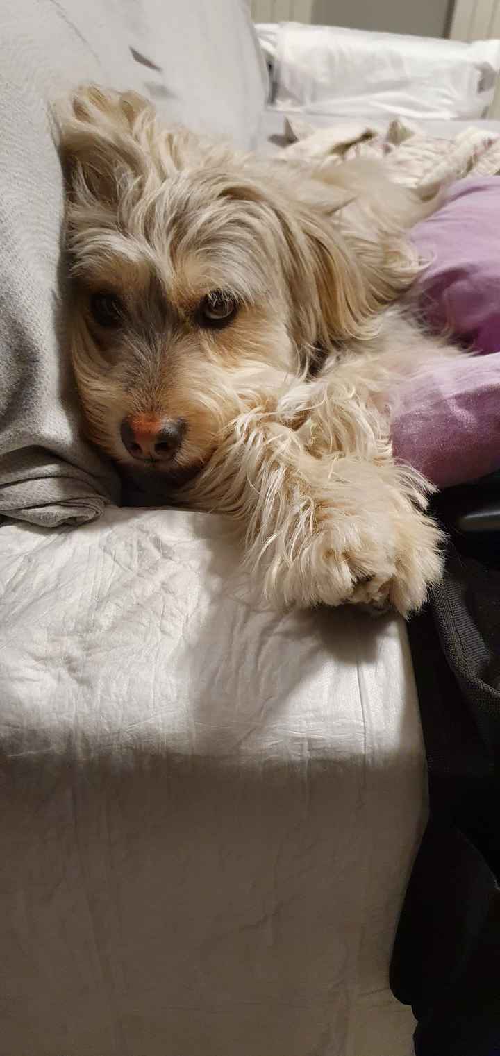 Ricerca Dog Sitter - 1